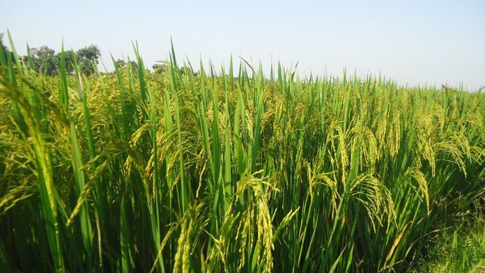 Un pato robot que cuida los arrozales