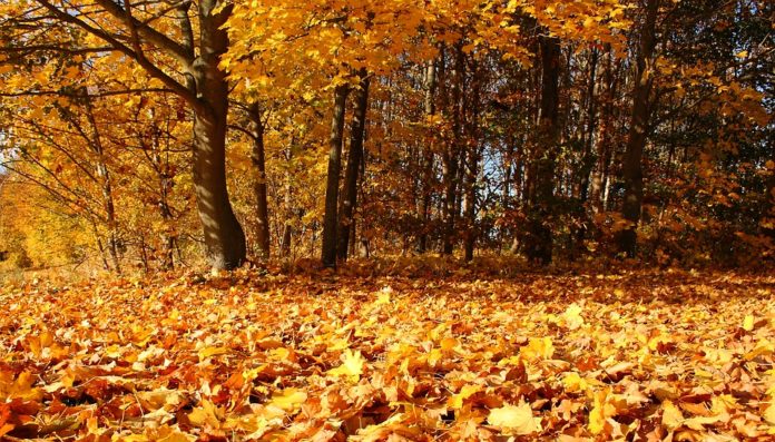 ¿Por qué se caen las hojas de los árboles en otoño?