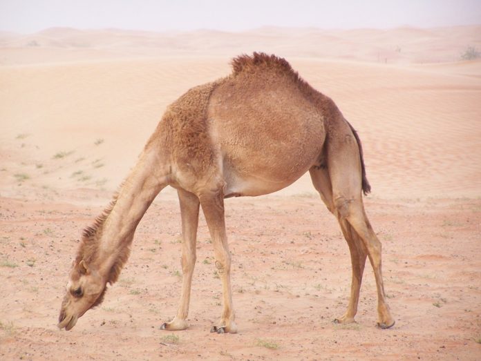 Datos curiosos sobre los camellos