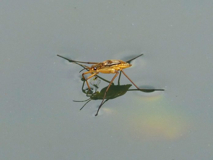 Un proceso de desalinización inspirado en insectos acuáticos