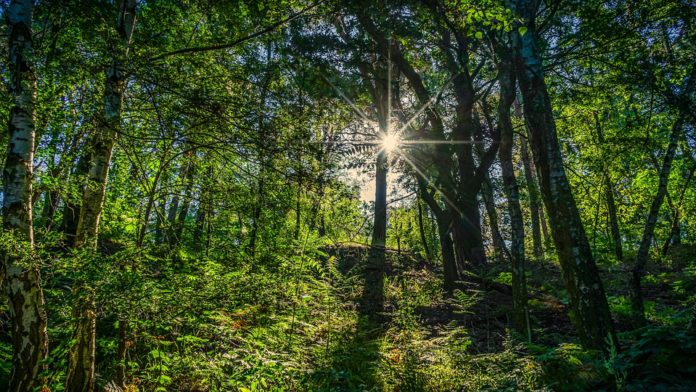 Resultado de imagen de naturaleza