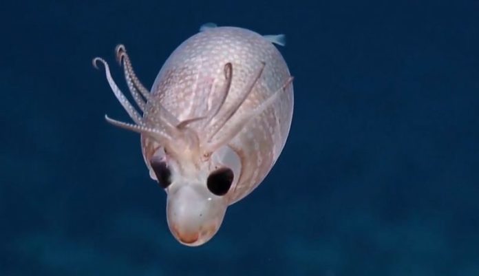 Una criatura marina usa amoníaco para flotar