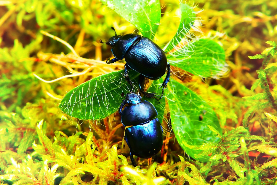 Cómo evolucionaron los escarabajos? - Ambientum