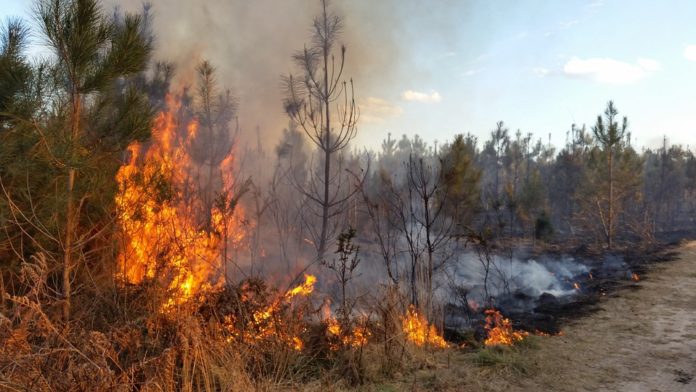 Un gel innovador para prevenir incendios