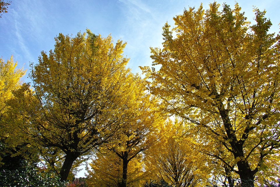 árbol ginkgo biloba crecimiento