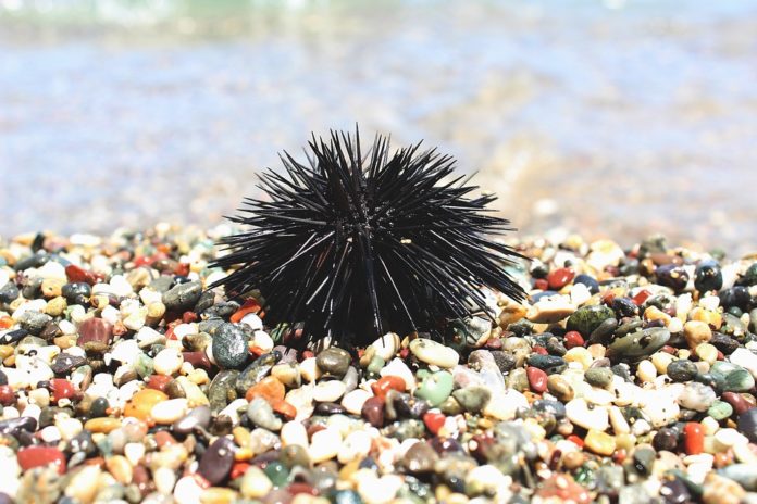 Los erizos de mar ayudan a crear nuevos materiales