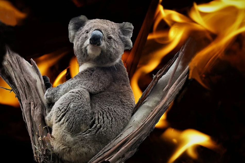 Los Incendios De Australia Y El Cambio Climatico Ambientum