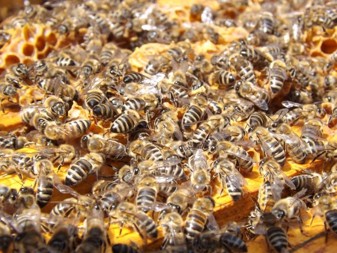 Paradas de autobús contra la desaparición de las abejas