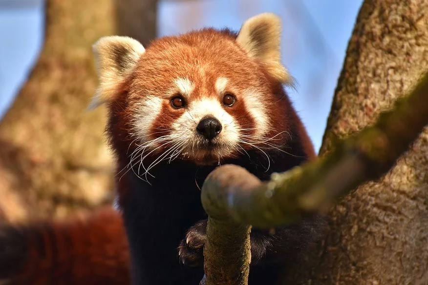 El panda rojo no es solo una especie, en realidad son dos - Ambientum
