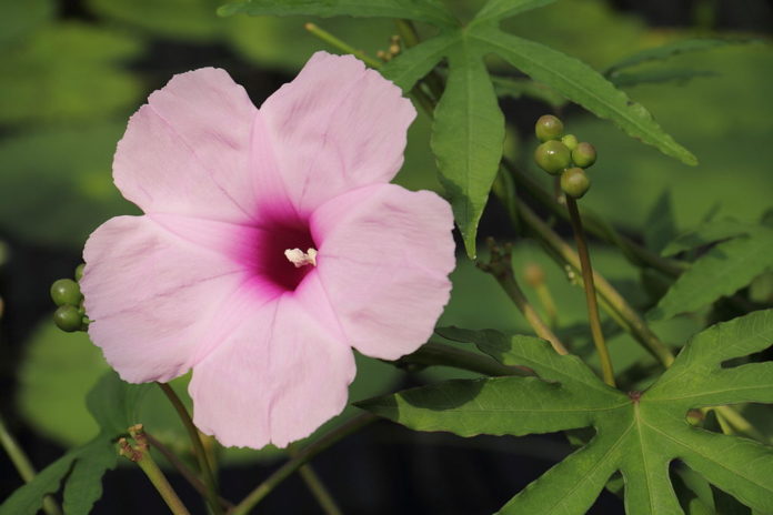 segundo Lograr lavar 65 nuevas especies de plantas - Ambientum Portal Lider Medioambiente