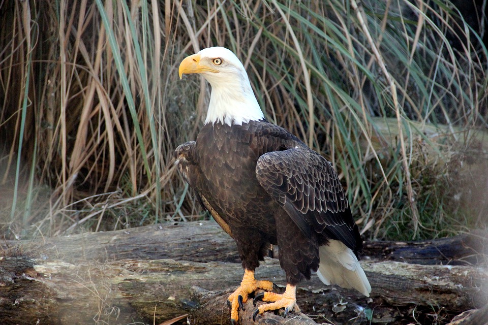 Hallan microplásticos en aves rapaces - Ambientum