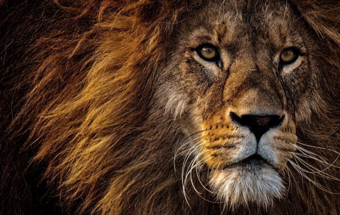 Cuál es la historia evolutiva de los leones? - Ambientum