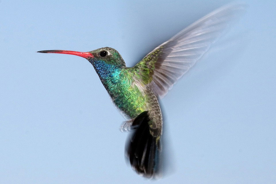 Cómo se guían los colibríes? - Ambientum Portal Lider Medioambiente
