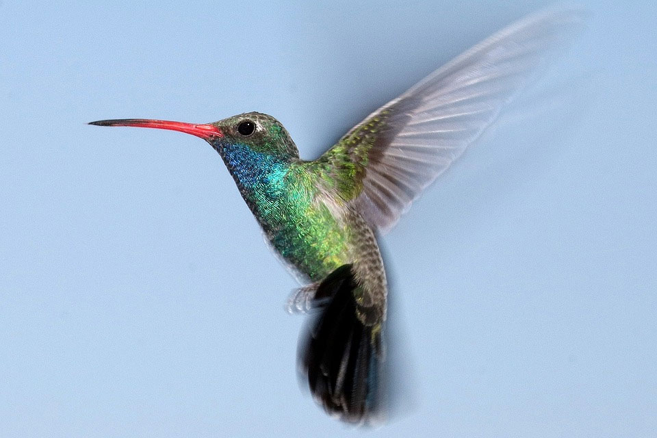 Cómo se guían los colibríes? - Ambientum Portal Lider Medioambiente Cómo se guían los colibríes? - Ambientum Portal Lider Medioambiente