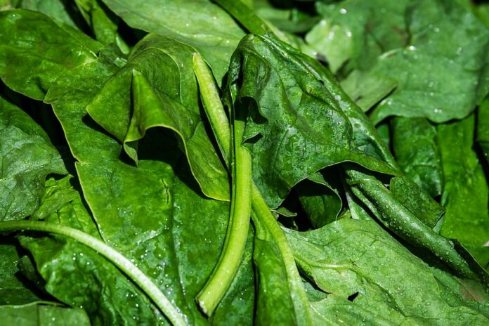Luz solar y espinacas para fertilizar las plantas