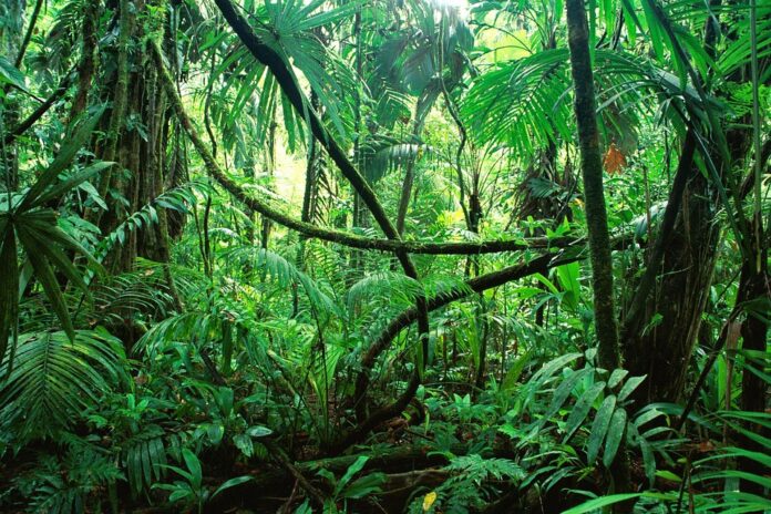 Los Sonidos De La Selva Ambientum Portal Lider Medioambiente