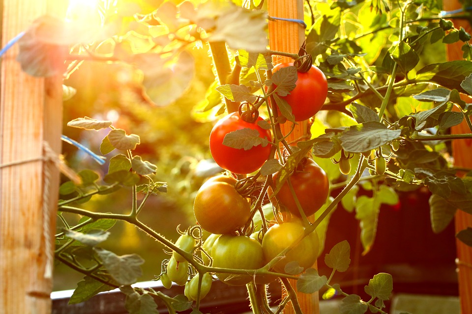 Tomates-verduras-cultivo