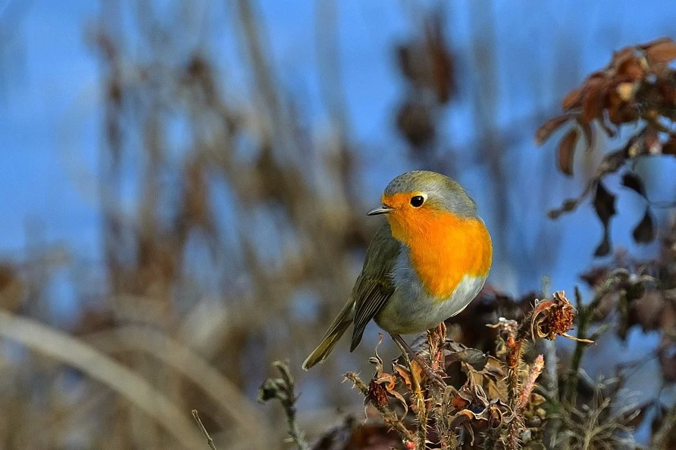 erosión Una herramienta central que juega un papel importante. aceleración Cómo escogen a sus presas las aves insectívoras? - Ambientum