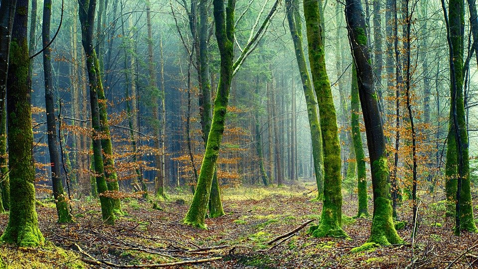 Diferentes maneras de mirar un bosque - Ambientum