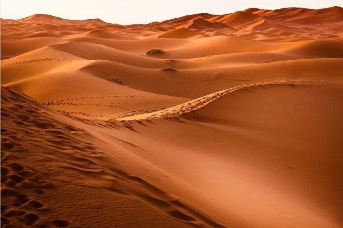 ¿Cómo podemos combatir la desertificación?