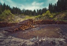 Impacto de la deforestación en las reservas naturales y el clima global