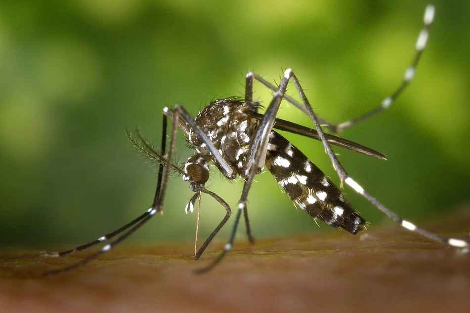 eficaz colonia Ascensor Remedios caseros para repeler a los mosquitos - Ambientum