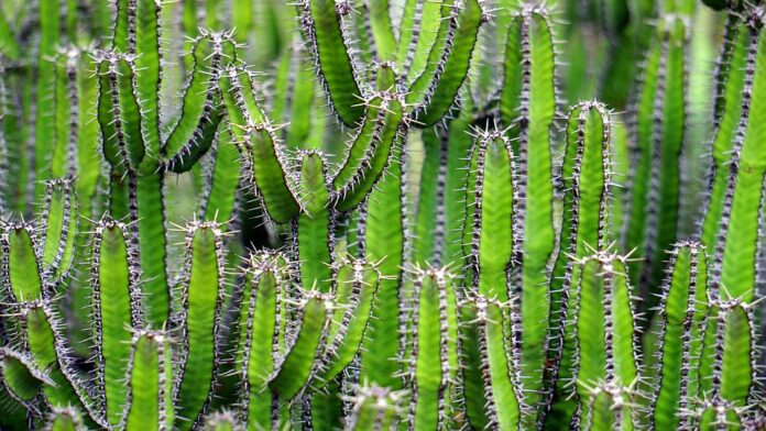 Los cactus nos enseñan a obtener agua del aire