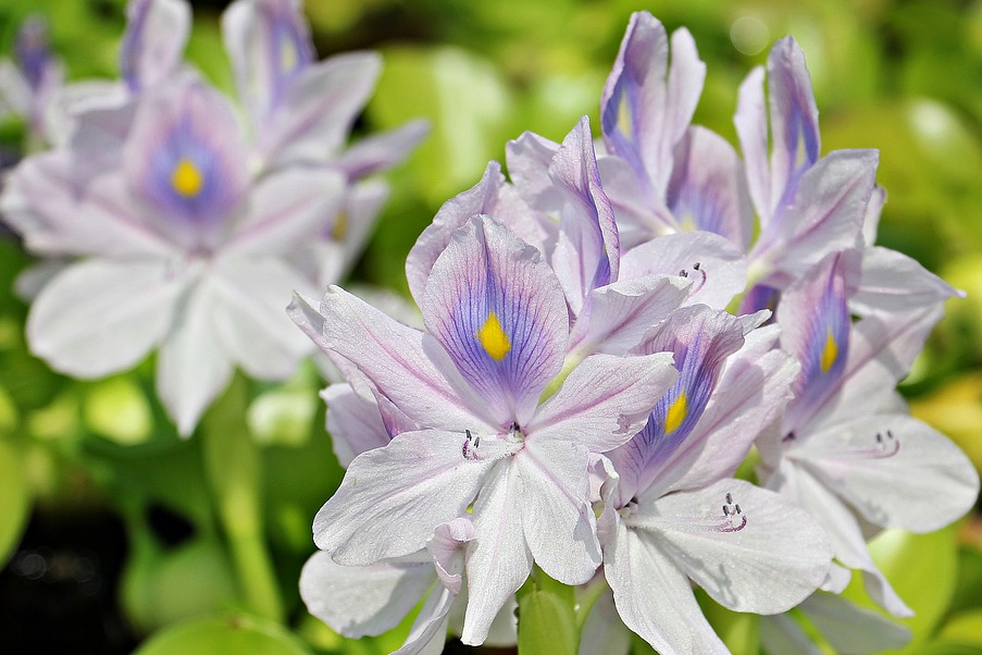 Hallan cómo se forman los estigmas de las flores - Ambientum Hallan cómo se forman los estigmas de las flores - Ambientum