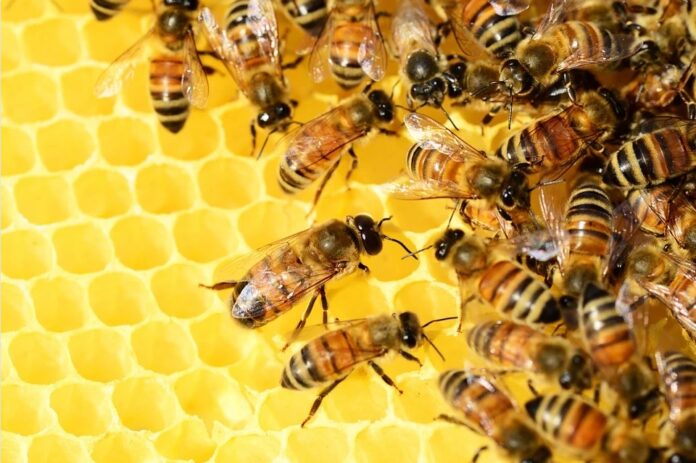 Camarada Restaurar Virus La miel está en grave peligro por el cambio climático - Ambientum