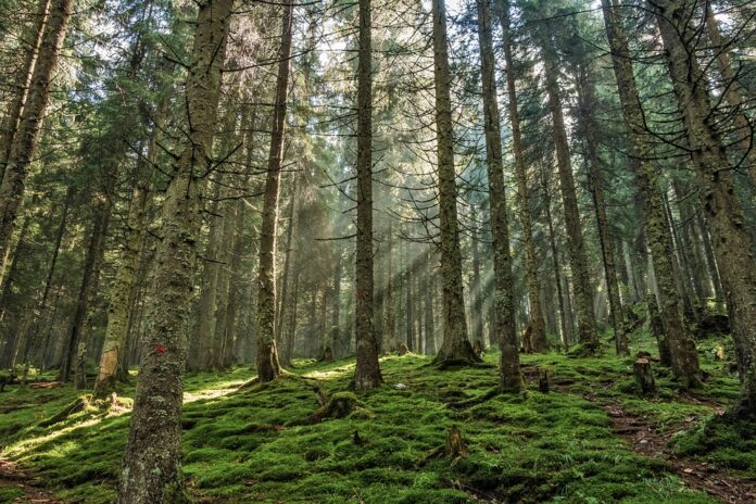 ¿Cuánto calor es demasiado para los bosques?
