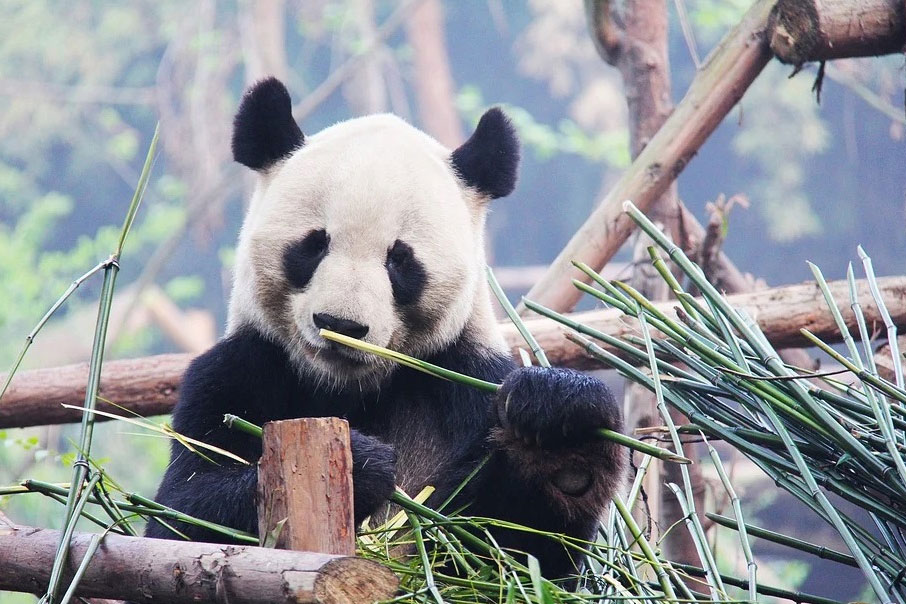 El último oso panda de Europa vivió en la península ibérica