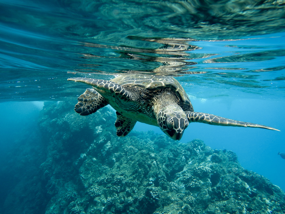 Animales marinos en peligro - Ambientum Portal Lider Medioambiente