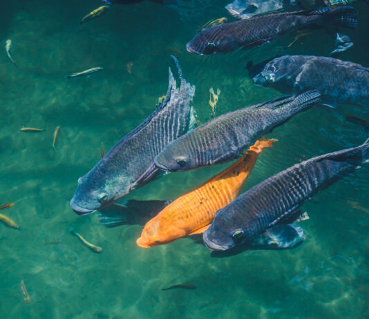 Animales marinos en peligro - Ambientum Portal Lider Medioambiente
