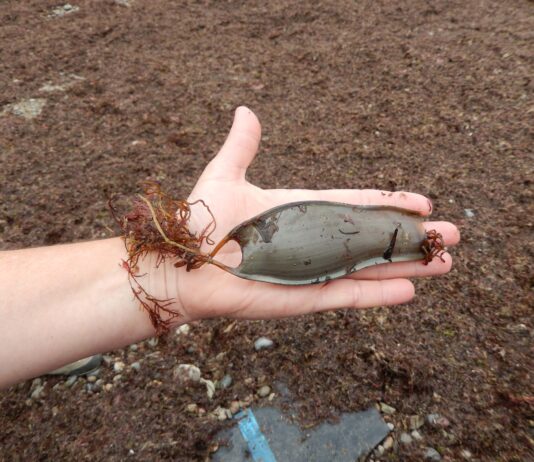 IEO: Innovación en Monitoreo de Biodiversidad Marina con Datos Ciudadanos de X