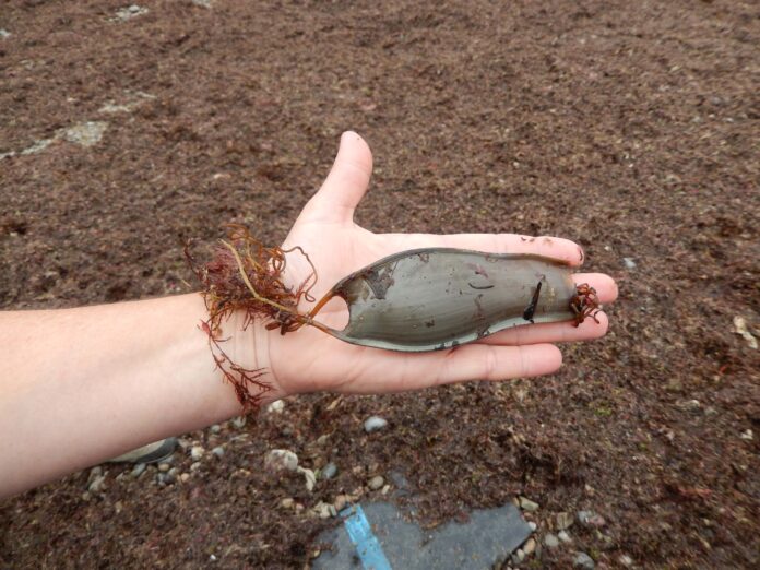 IEO: Innovación en Monitoreo de Biodiversidad Marina con Datos Ciudadanos de X