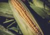El consumo de maíz transgénico. Europa decide: en la mesa sí, en el campo no