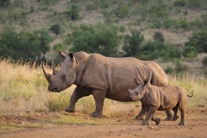 Animales en Extinción: Impacto en los Ecosistemas y en la Humanidad