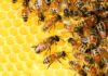 Los Tipos de Abejas Más Comunes y Sus Características Únicas