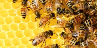 Los Tipos de Abejas Más Comunes y Sus Características Únicas