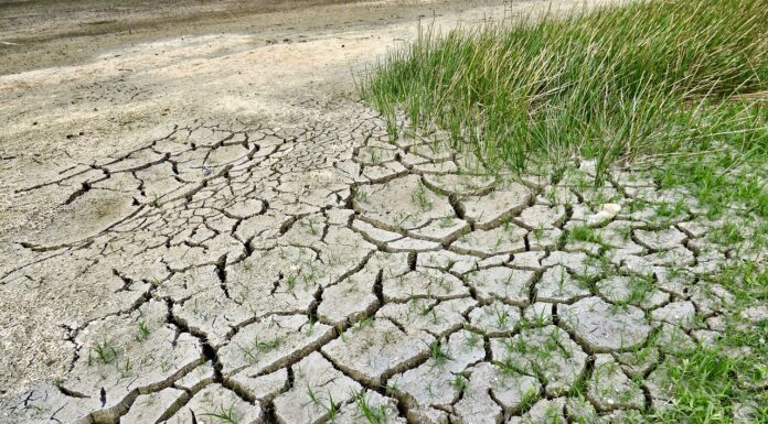 Efectos del cambio climático