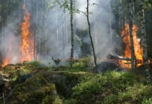 Los incendios forestales en Guatemala no paran: 721 incendios este año