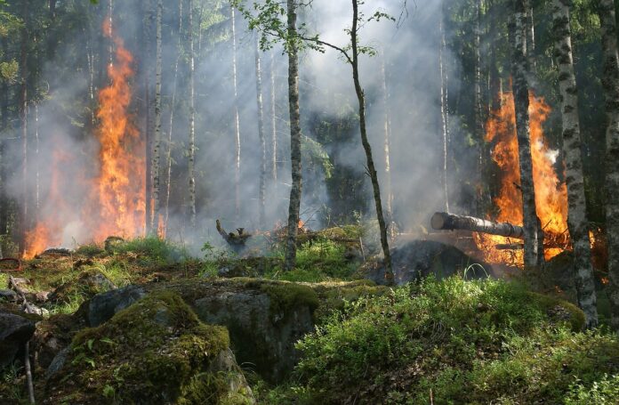 Los incendios forestales en Guatemala no paran: 721 incendios este año