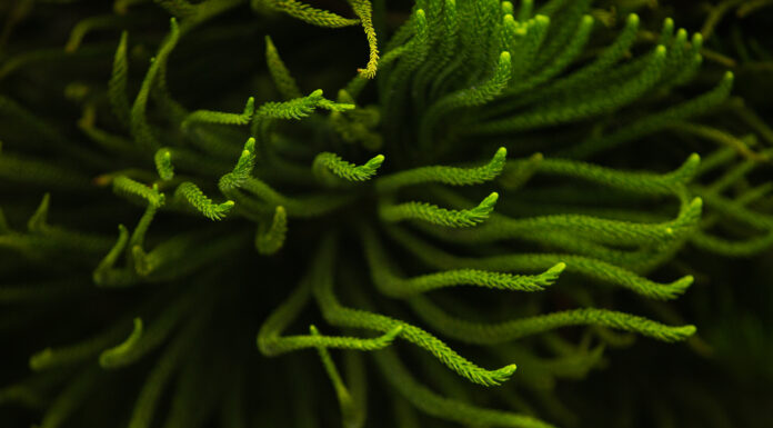 El Mundo de las Plantas Venenosas: Riesgos, Mitos y Consejos