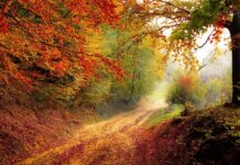 Turismo de Naturaleza: Consejos para una Aventura Ecológica y Sostenible