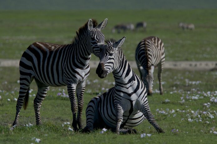 Biodiversidad