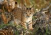 La Población de Lince Ibérico Supera los 2.000 Ejemplares