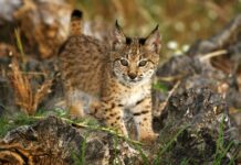 La Población de Lince Ibérico Supera los 2.000 Ejemplares