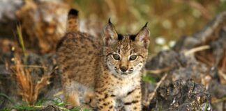 La Población de Lince Ibérico Supera los 2.000 Ejemplares