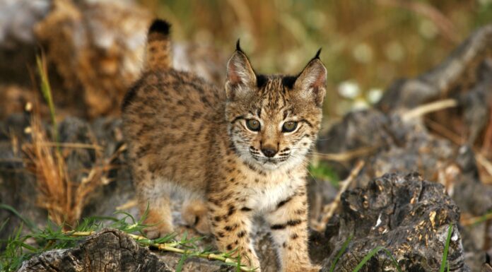 La Población de Lince Ibérico Supera los 2.000 Ejemplares