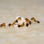 Hormigas. Plagas animales